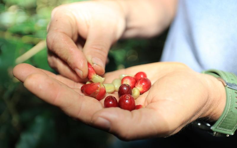 Destacan en Brasil acciones de apoyo al café guatemalteco