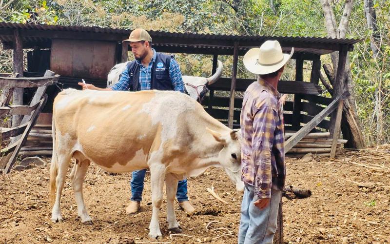 En Baja Verapaz aplican vacuna contra la rabia en ganado bovino