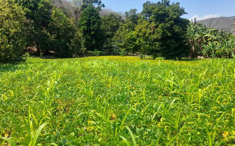 En alerta a 175 municipios por las lluvias y temperaturas 