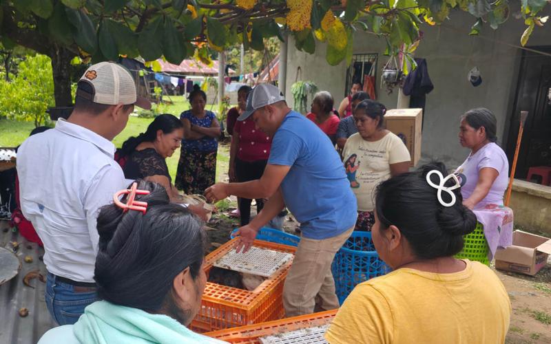 Entregan 1311 aves mejoradas a familias rurales de Petén