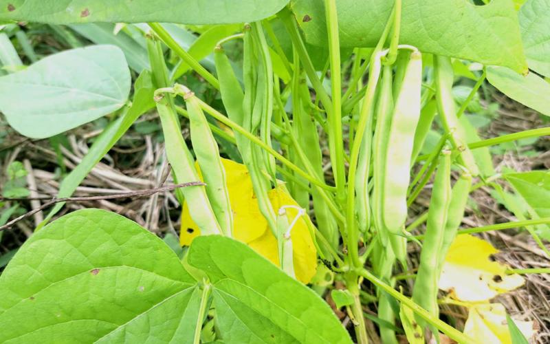 Fortalecen la producción artesanal de semilla de frijol en Dolores