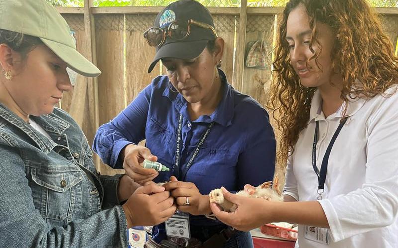 Fortalecen la sanidad avícola con jornada de vacunación en Puerto Barrios