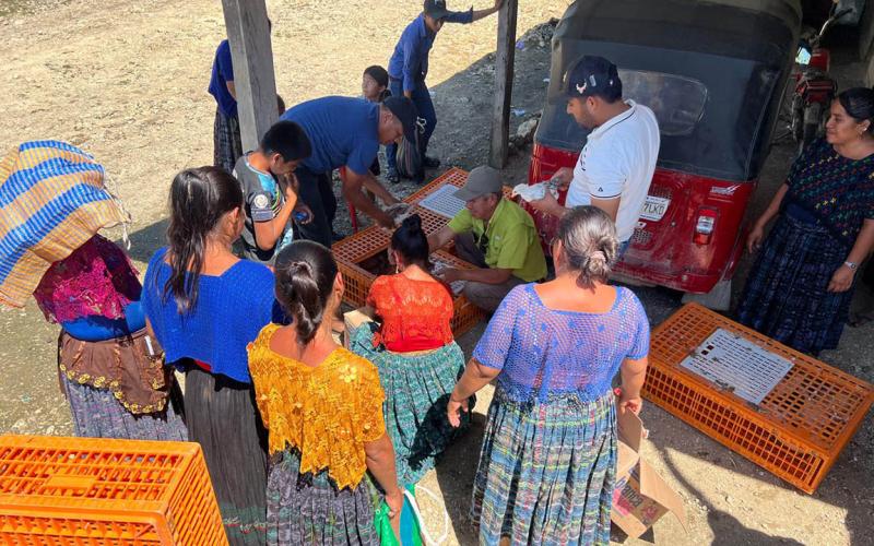 Impulsan avicultura familiar en Sayaxché 