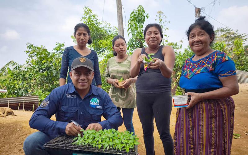 Impulsan la economía familiar en Quetzaltenango mediante la entrega de material vegetativo