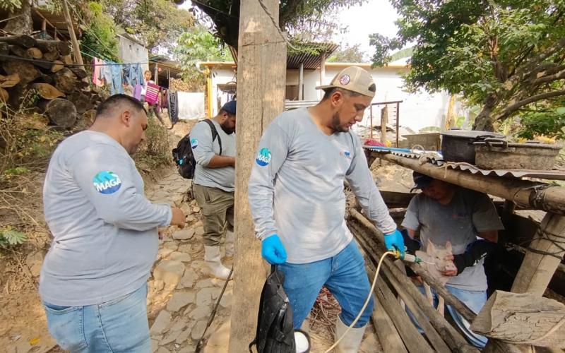 Jornada de sanidad porcina fortalece la economía en Escuintla