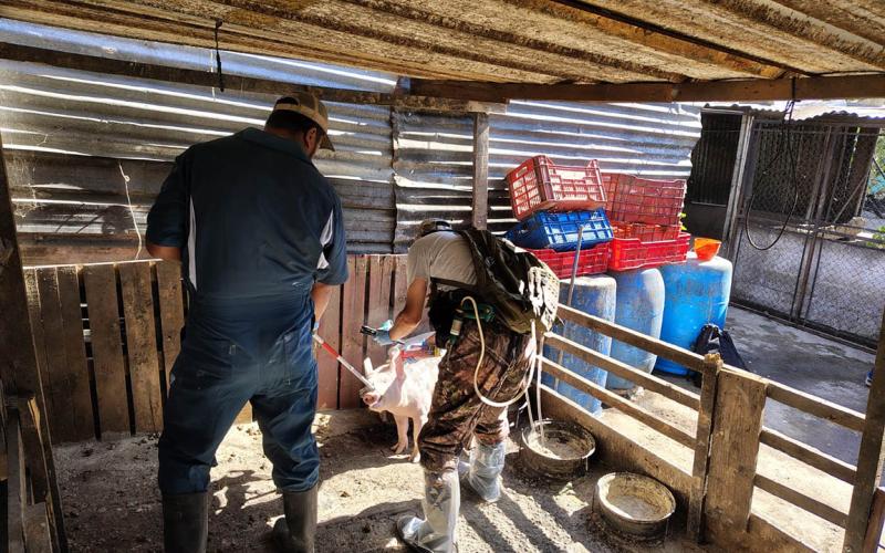 Jornada sanitaria fortalece la producción porcina familiar en Villa Nueva