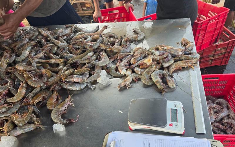 Monitorean desembarques de camarón en el Pacífico guatemalteco