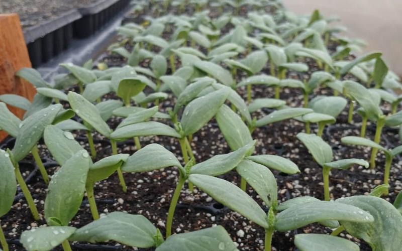 Monitorean germinación de hortalizas en Zacapa