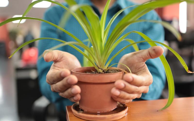 Guatemala integra el ambiente en su política fiscal con nueva dependencia