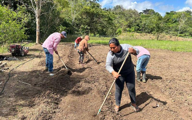 Preparan la tierra para cultivar chile en San Luis