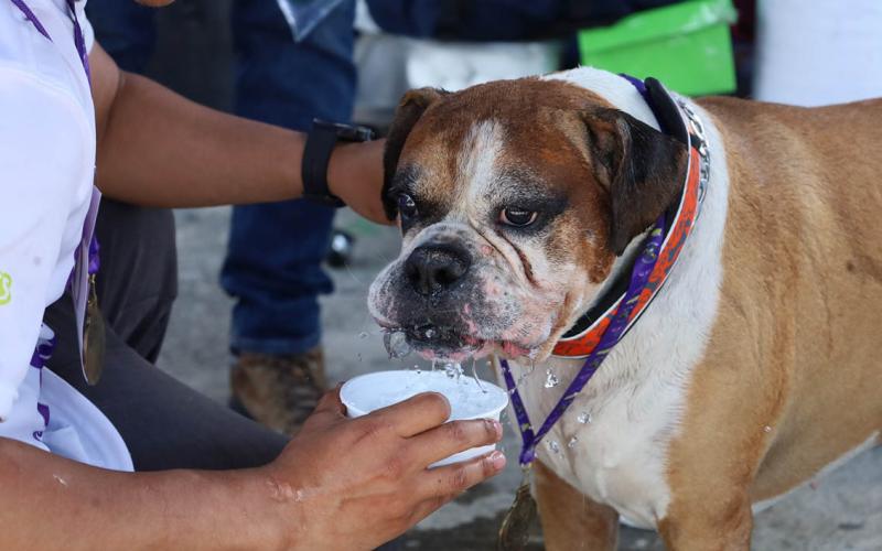 Prevenga el golpe de calor en animales durante la Semana Santa
