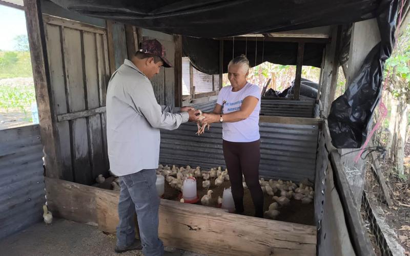 Previenen enfermedades en pollos en Melchor de Mencos
