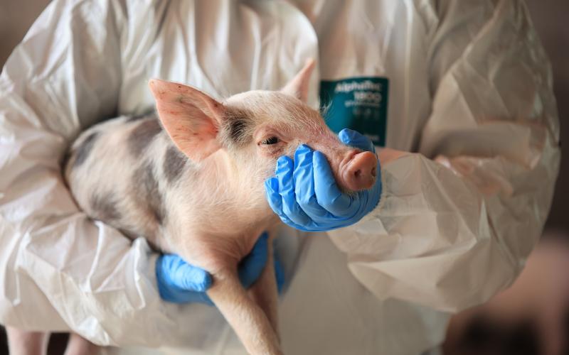 Producción porcina fortalecida con atención sanitaria a más de cinco mil cerdos