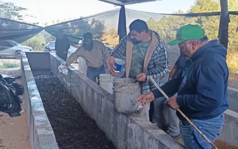 Productores de Chimaltenango fortalecen la fertilidad de sus cultivos con abono orgánico