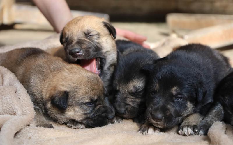 Protegerlos hoy es cuidar su futuro