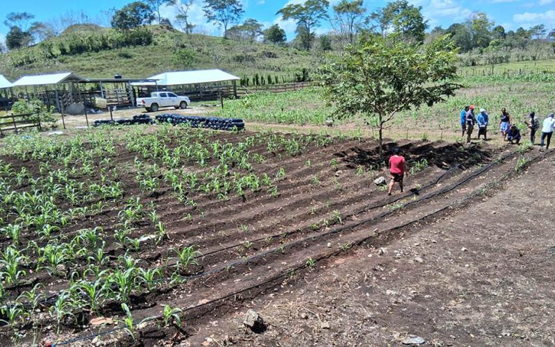 Recomendaciones agropecuarias ante variaciones de temperatura 
