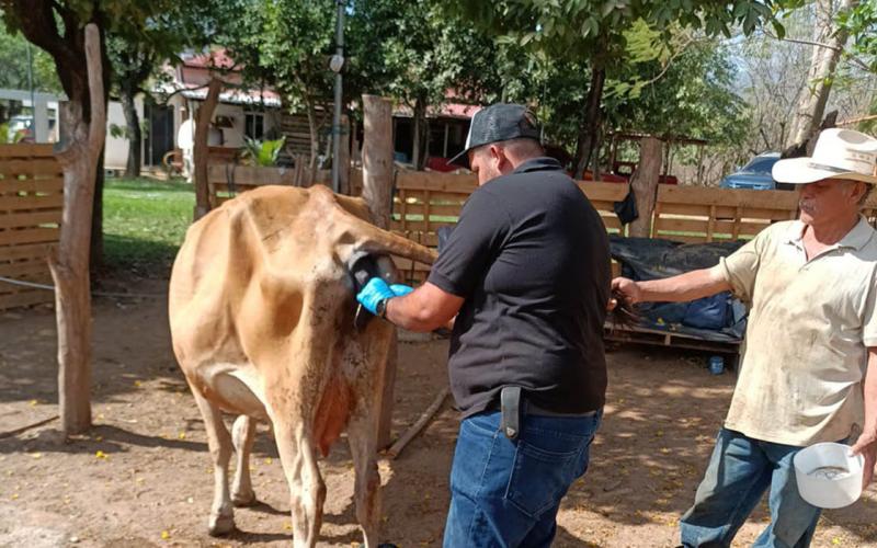 Respuesta oportuna salva a res en Cabañas, Zacapa