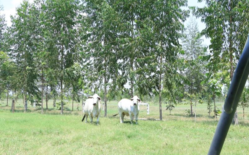 Sistemas agroforestales impulsan una agricultura más sostenible