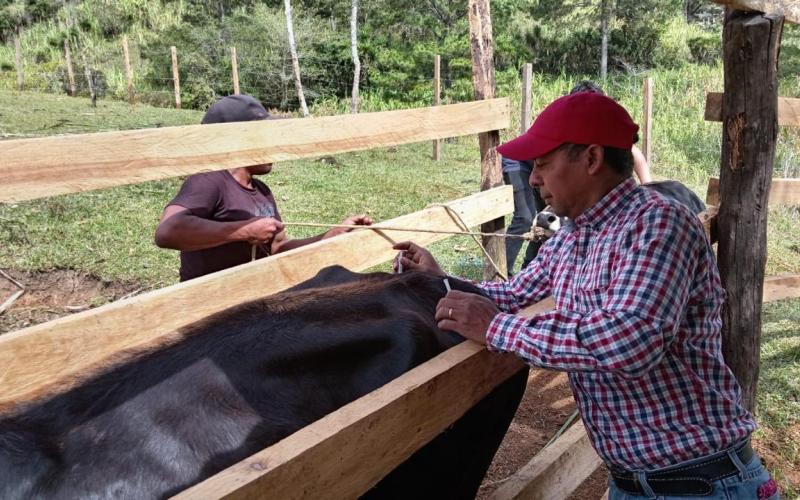 Vacunan ganado y fortalecen la productividad en Chicamán