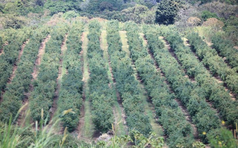 Variabilidad térmica, caída de ceniza y riesgos para cultivos en 18 departamentos