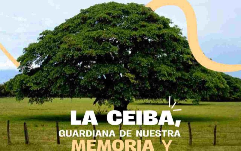 Hoy celebramos el Día de la Ceiba