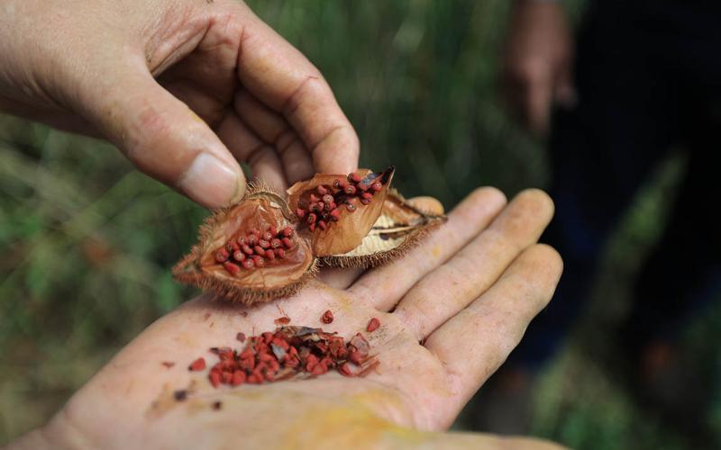 Achiote: color, sabor y salud desde los cultivos guatemaltecos