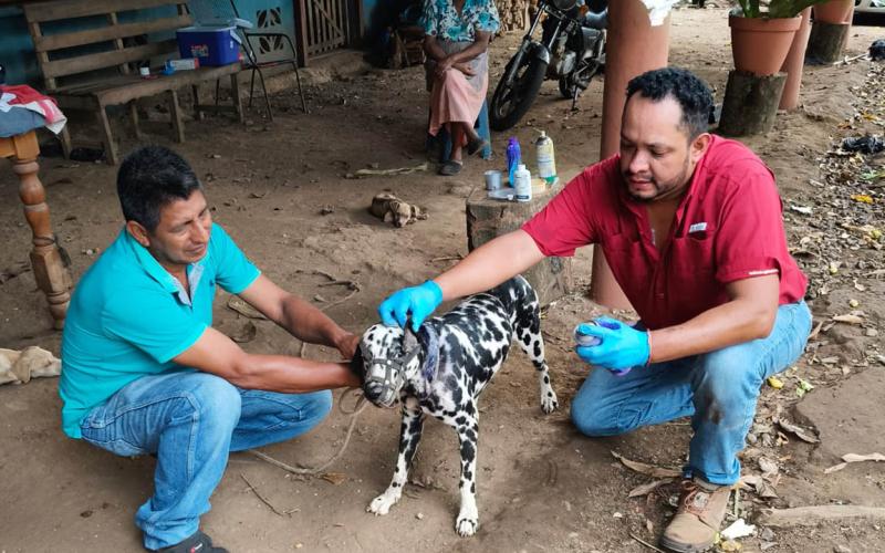 Aumentan inspecciones de ganado para contener el Gusano Barrenador
