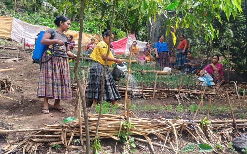 Establecen parcelas de aprendizaje para tecnificar el cultivo de cebolla 