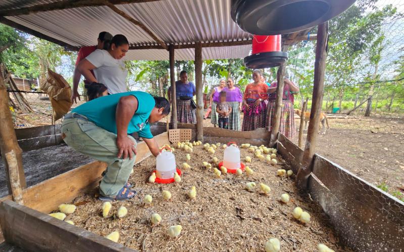 Entregan pollos de engorde a grupos CADER en San Francisco
