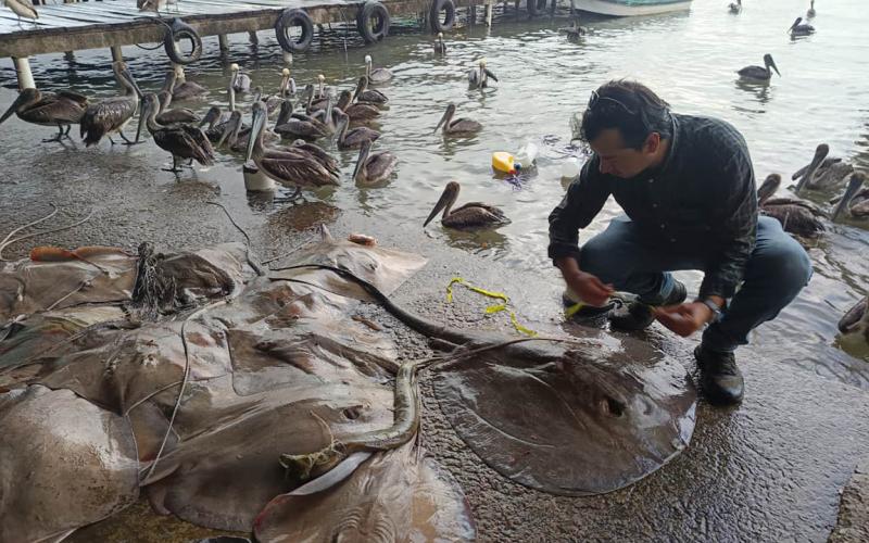 Monitorean capturas de camarón y especies marinas en Livingston
