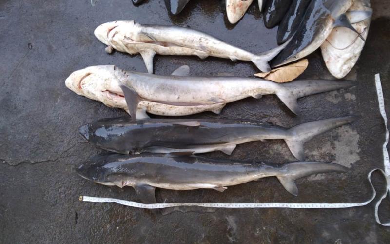 Monitorean desembarques de tiburón y pez dorado