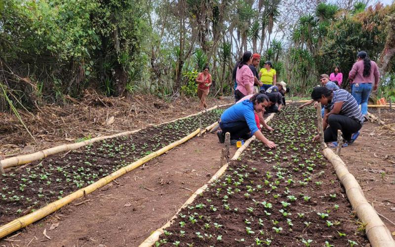 Establecen en Quezaltepeque un huerto comunitario con cultivos mejorados
