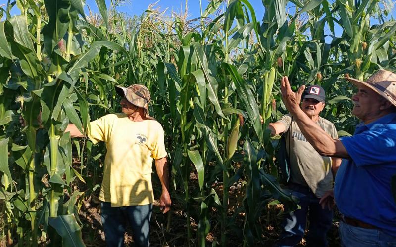 Impulsan la conservación de semilla nativa de maíz en Jalapa