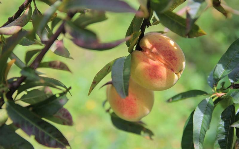 Productores de melocotón de fortalecen su organización 