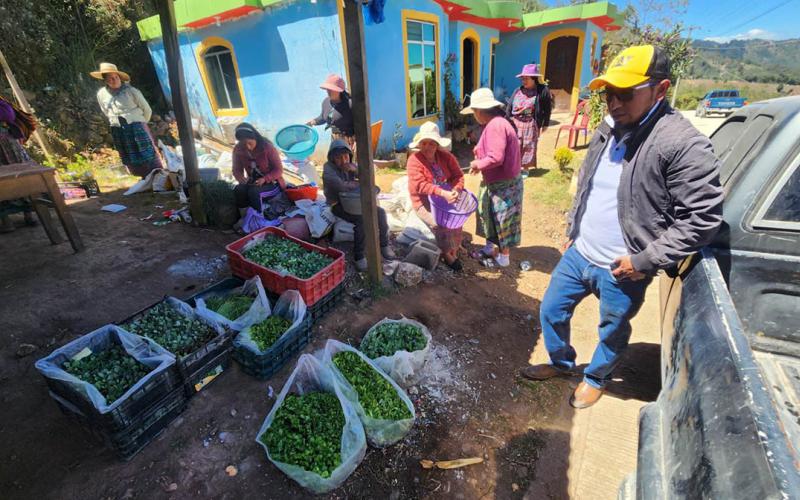 Familias de San Bartolo Aguas Calientes fortalecen sus huertos con hortalizas