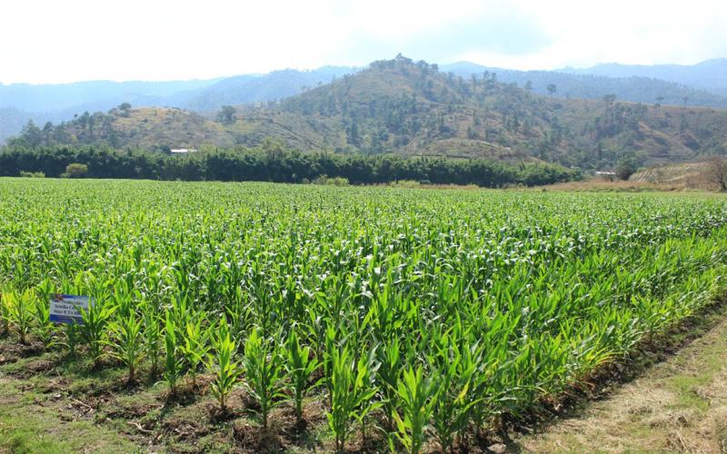 Altas temperaturas afectarían cultivos de 145 municipios