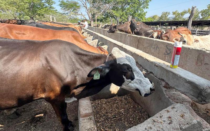 Altas temperaturas y fuertes vientos marcan condiciones agroclimáticas de la semana