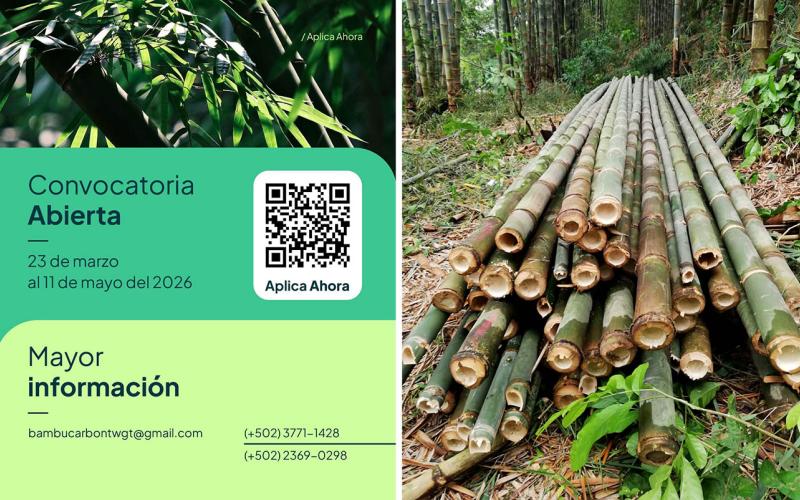 Amplían plazo de inscripción para la iniciativa de Créditos de Carbono en bambú