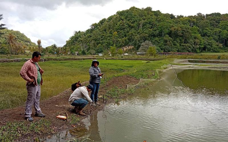 Asistencia técnica fortalece la producción de tilapia