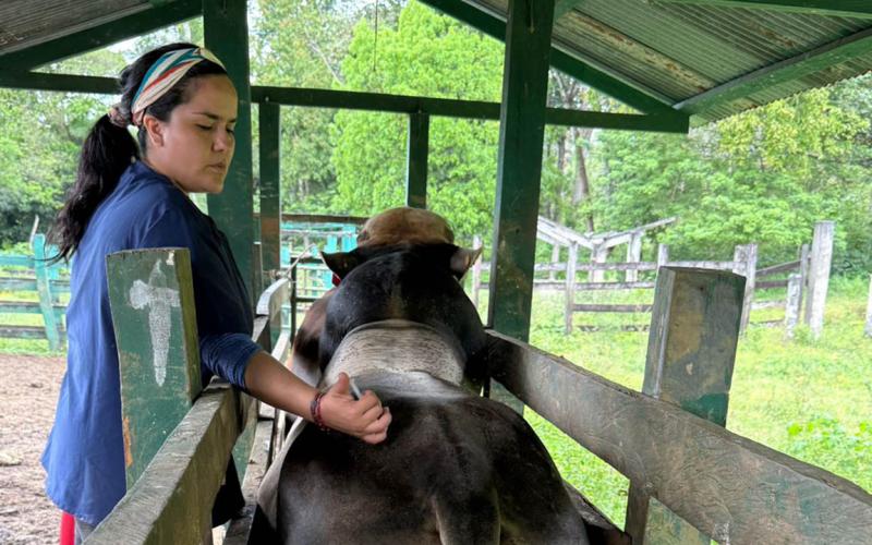 Atienden 200 bovinos en Petén en prevención del Gusano Barrenador