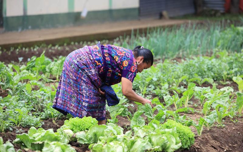 Crédito Tob’anik impulsa inversión en el campo y fortalece la producción agrícola