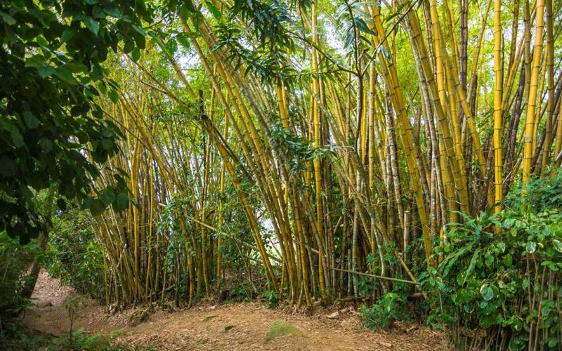 Invitan a productores a conocer el Crédito de Carbono en Bambú