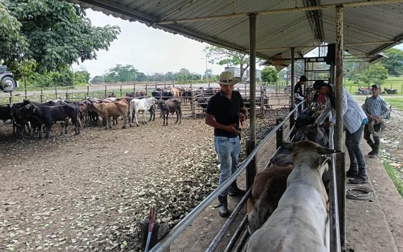 En Izabal refuerzan inspecciones sanitarias en prevención del Gusano Barrenador 