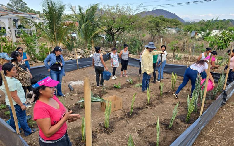 Implementan huerto medicinal con grupo CADER de Quesada
