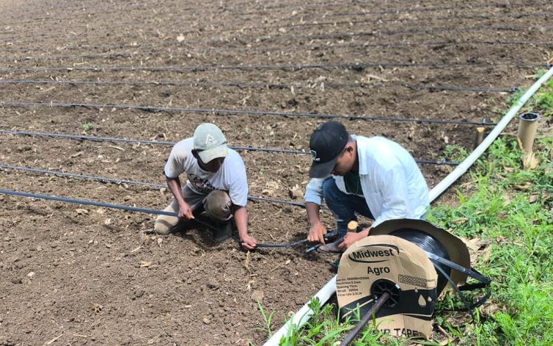 Implementan riego por goteo en Melchor de Mencos