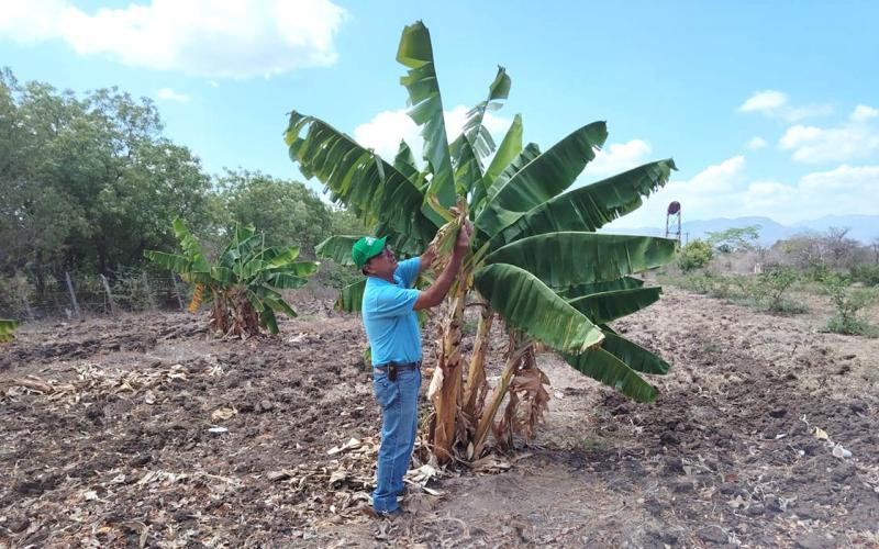 Impulsan acciones preventivas para proteger la producción de musáceas
