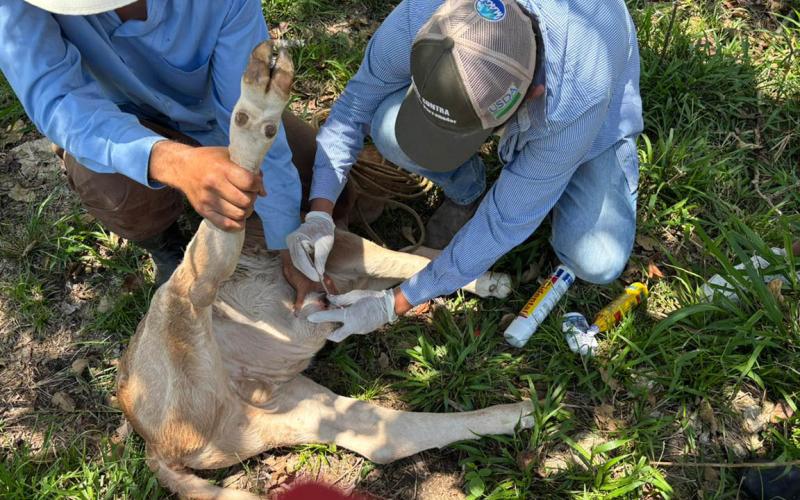 Inspeccionados más de 135 mil animales en prevención del Gusano Barrenador