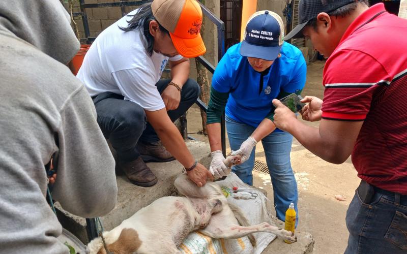 Inspeccionan más de nueve mil animales por Gusano Barrenador