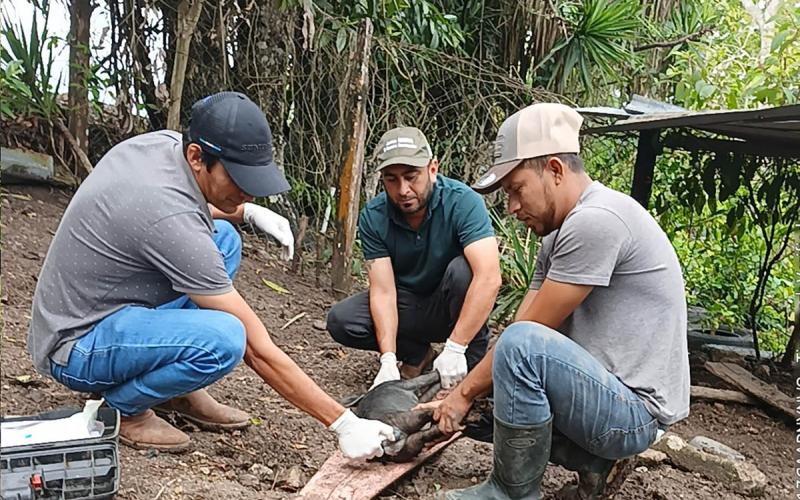 Jornada de sanidad porcina fortalece producción en La Unión