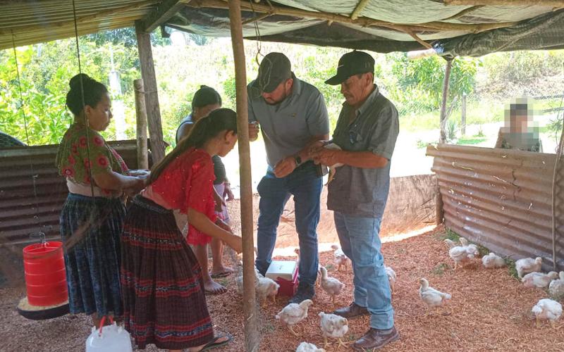 Jornada de vacunación avícola beneficia a comunidades de San Luis